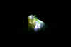 Lighting-frog2.jpg (24487 bytes)